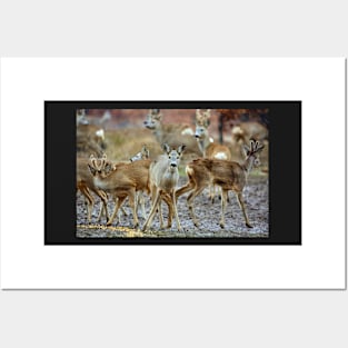 Roe deer family Posters and Art